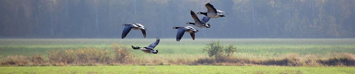 Opticron MM4 77 GA ED/45 Spotting Scope With SDLv3 18-54x Eyepiece 6 Opticron MM4 77 GA ED/45 Spotting Scope With SDLv3 18-54x Eyepiece -Camera Gear Store mm477banner