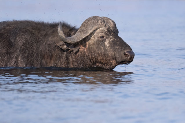 Sigma 100-400mm F5-6.3 DG DN OS Contemporary Lens - X Mount -Camera Gear Store 100400FujiP4