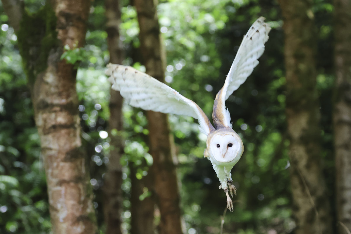 Barn owl flying towards camera with trees in the background