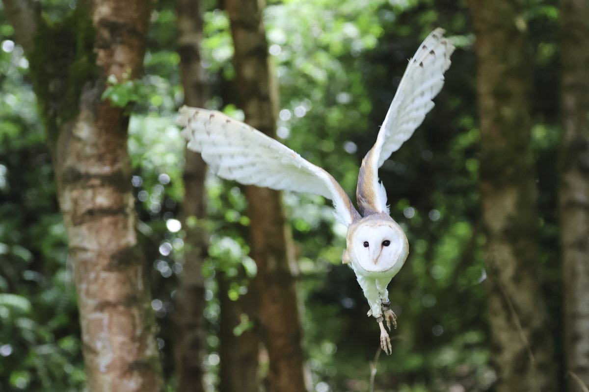 Owl in flight taken with Canon EOS R7