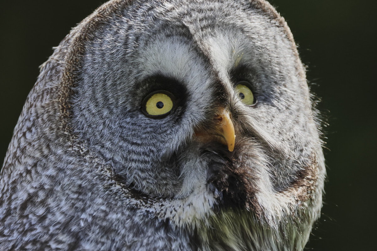 Portrait of an owl taken with a Canon EOS R7