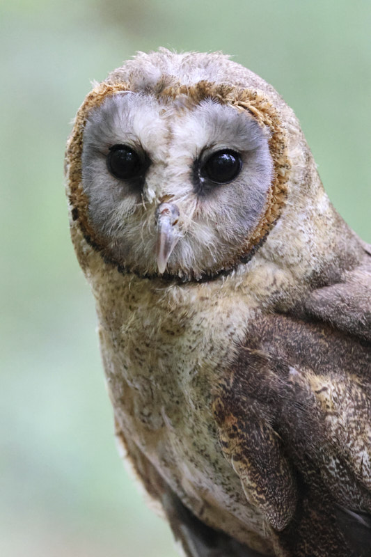 Image  of an owl taken with a Canon EOS R7