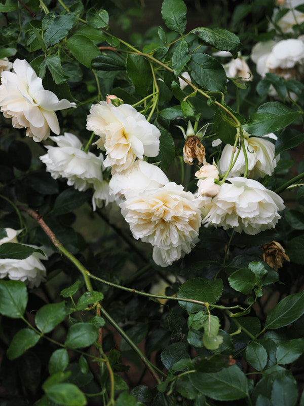 White flowers on a bush