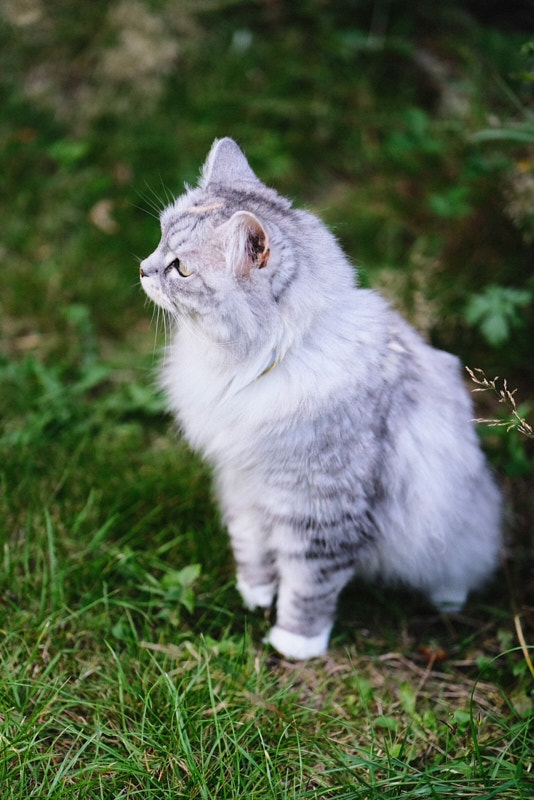 Photo of a grey cat taken with the Fujifilm 56mm f1.2 WR