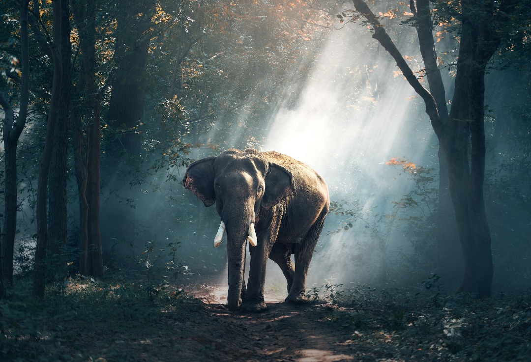 Elephant walking through trees with the Sun behind it. Part of Harrison Cameras 5 tips for Wildlife photography