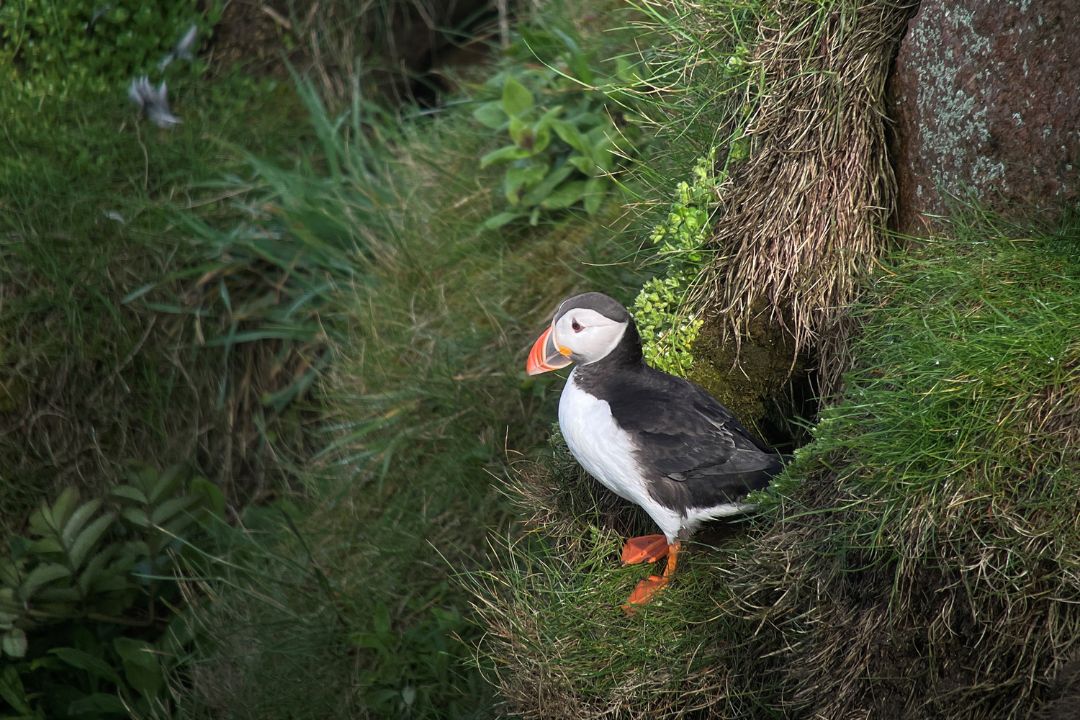 image of a Puffin captured with the Kowa TSN-66