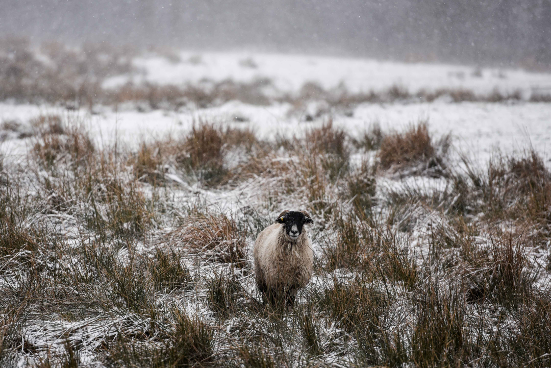 Sheep standing in the snow, Peak Distirct